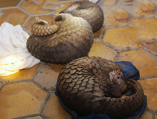 Tê tê là động vật hoang dã quý hiếm. Ảnh: Đức Hùng