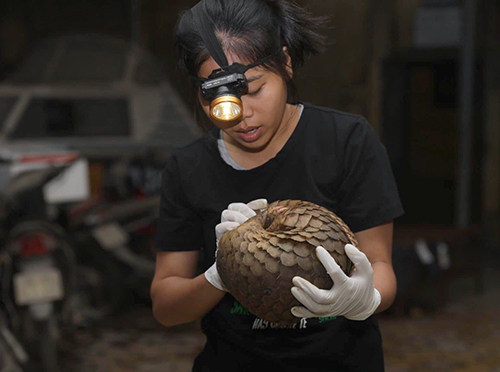 Nhà chức trách kiểm tra hiện trạng tê tê. Ảnh: Đức Hùng