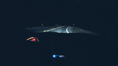 9 điều cần lưu ý để lái xe an toàn vào ban đêm - Coi chừng động vật