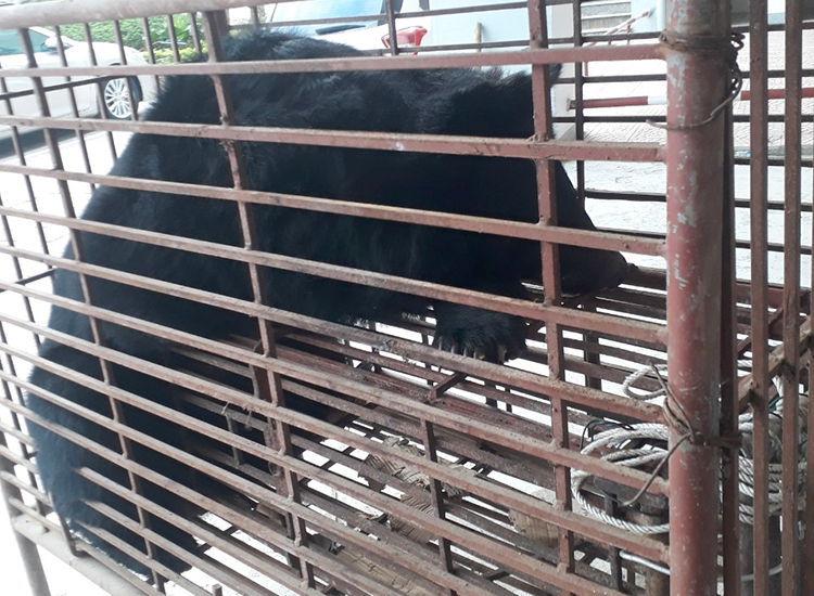 Gấu ngựa nặng 140 kg. Ảnh: Đ.H