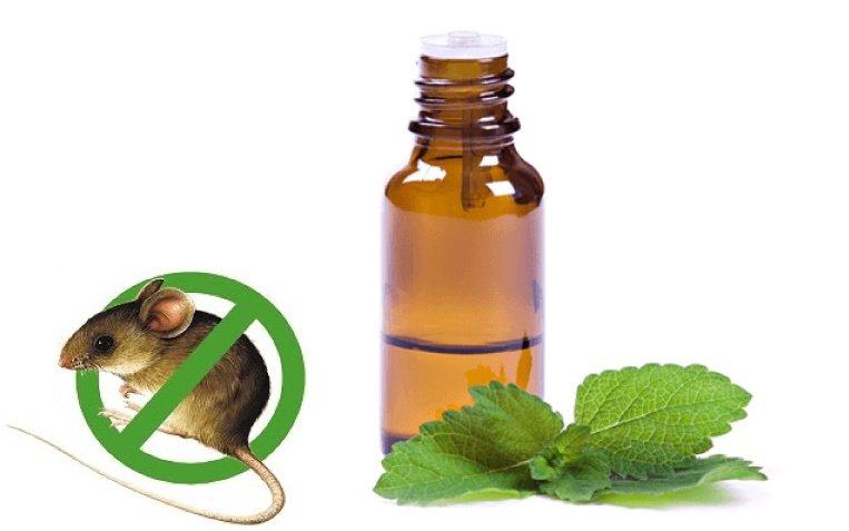 Kinh nghiệm chống chuột trên xe ô tô cực kỳ hiệu quả- Ảnh 8.