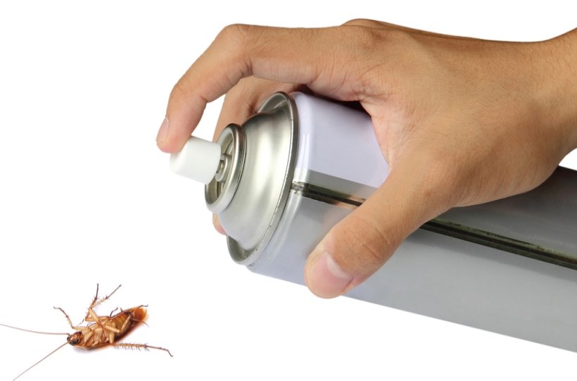 Chú ý khi diệt gián trên xe ô tô bằng bình xịt côn trùng.