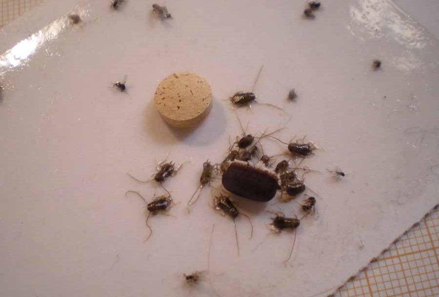 Tự làm bẫy diệt gián hiệu quả, kinh tế.