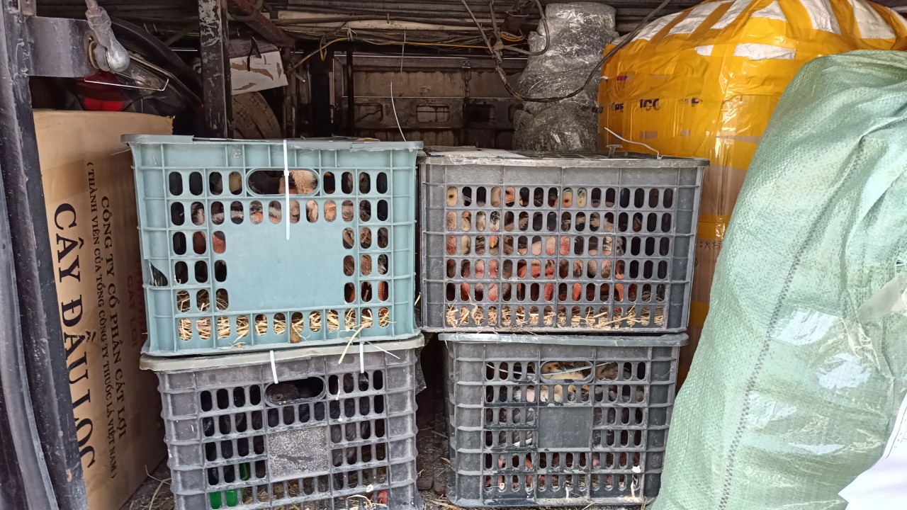 Khánh Hòa: Phát hiện xe khách giường nằm sử dụng giấy kiểm định giả để lưu thông - Ảnh 2.