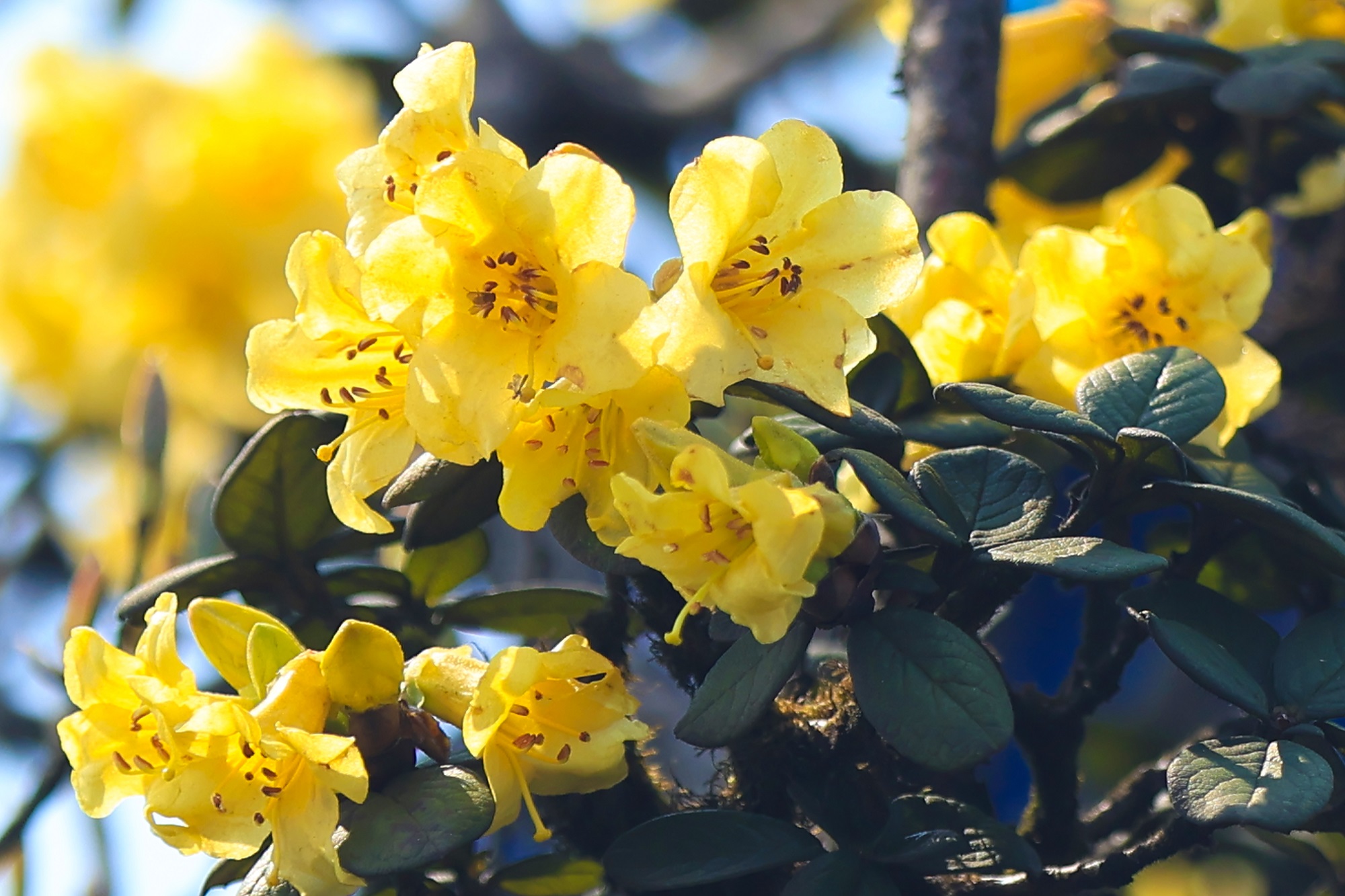 Khắp nơi nắng nóng, du khách rủ nhau tới Fansipan giải nhiệt - Ảnh 6. Khắp nơi nắng nóng, du khách rủ nhau tới Fansipan giải nhiệt - Ảnh 6.