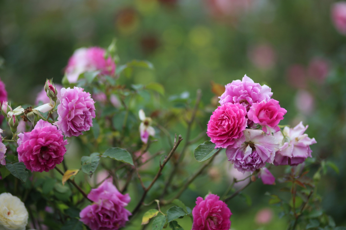 Hoa hồng tại Sun World Fansipan Legend (2)