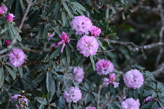 Hoa do quyen Fansipan (3)