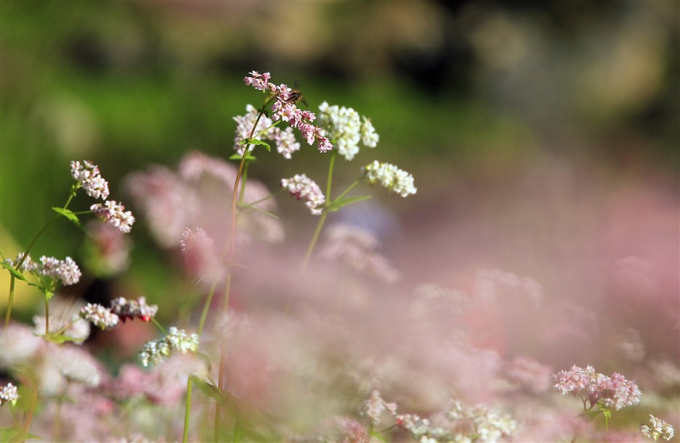 Hoa tam giác mạch