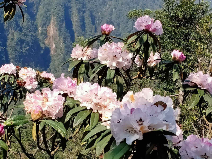 7. Hoa đỗ quyên nở bung trong nắng ấm