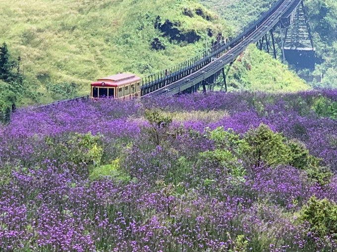 8. Đồi hoa tím - địa điểm chụp ảnh yêu thích của n