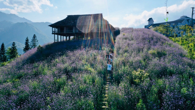 4. Đồi hoa tím rộng 75000 m2 tại KDL Sun World Fan