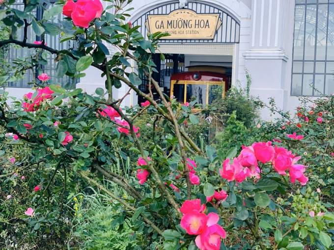 5. Thung lũng hoa hồng tại khu du lịch Sun World F