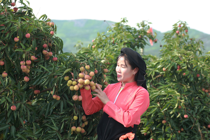 Sản lượng vải năm 2022 của huyện Lục Ngạn dự kiến đạt khoảng 95.465 tấn.