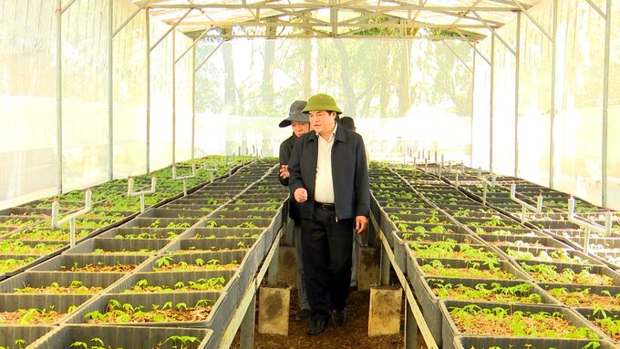 Vườn sâm Ngọc Linh tại huyện Nam Trà My, tinh Quảng Nam. Ảnh: L.P