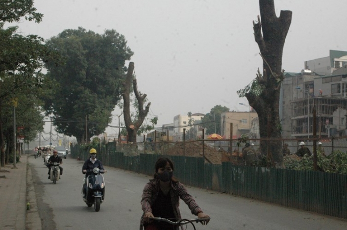 Hà Nội chặt hạ hàng loạt cây 50 tuổi tr