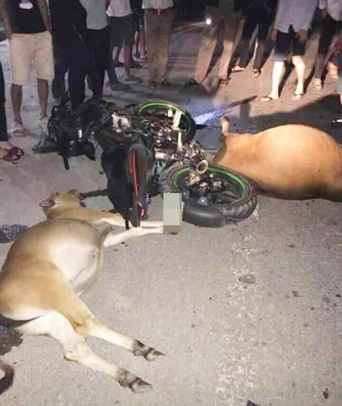 Hai con bò bị tông chết, chủ không dám nha