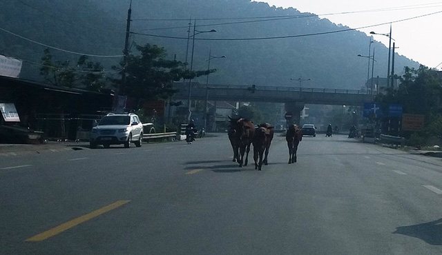 Xử lý trâu bò... vi phạm giao thông
