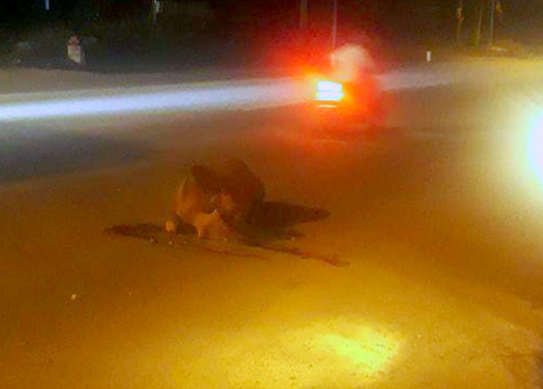 Bò bị tông chết, chủ không dám nhận vì sợ phạt