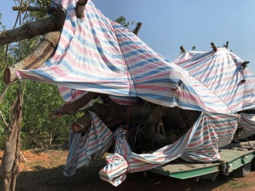 Lại xuất hiện xe chở cây %22quái thú%22 