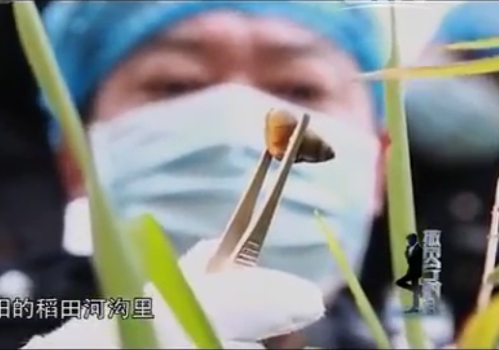 Đống vỏ ốc tố giác hung thủ vứt xác nu