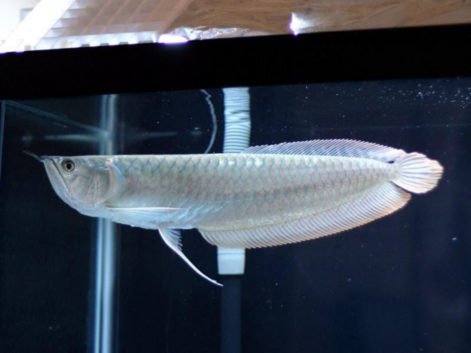 silver-arowana-two-barbel-bony-tongue-monkey-fish-