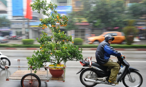 cay-canh-1548978272-1179-1548978833