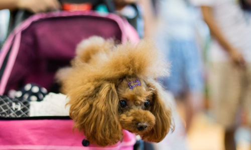 thu-cung-1548978233-9707-1548978833