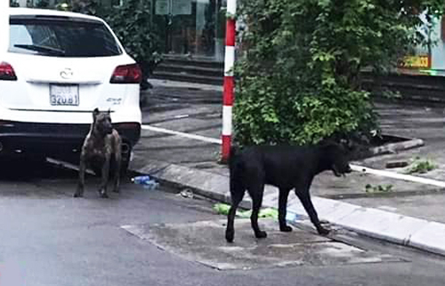 hai-con-cho-du-5173-1559194117