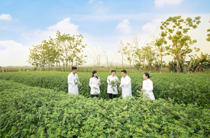 Vùng trồng dược liệu Tâm Bình (1)