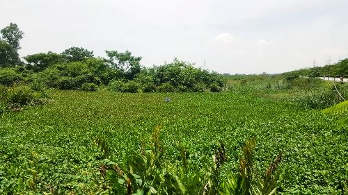 dam-lay-lau-say-1-5961-1532326584