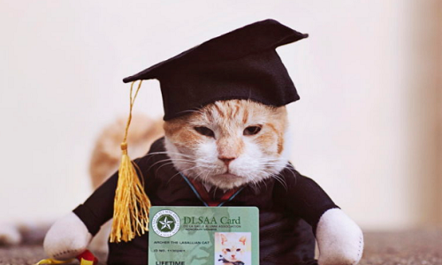 chu-meo-duoc-to-chuc-le-tot-ng-7826-6224-155382541