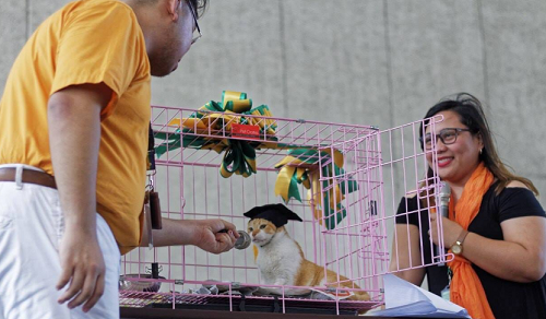 chu-meo-duoc-to-chuc-le-tot-ng-9471-1788-155382541