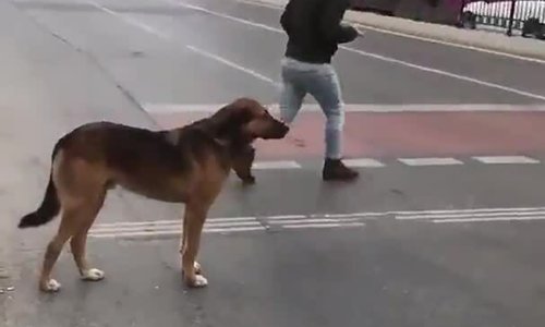 videocapture1554603746359-1554-7709-4093-155460391