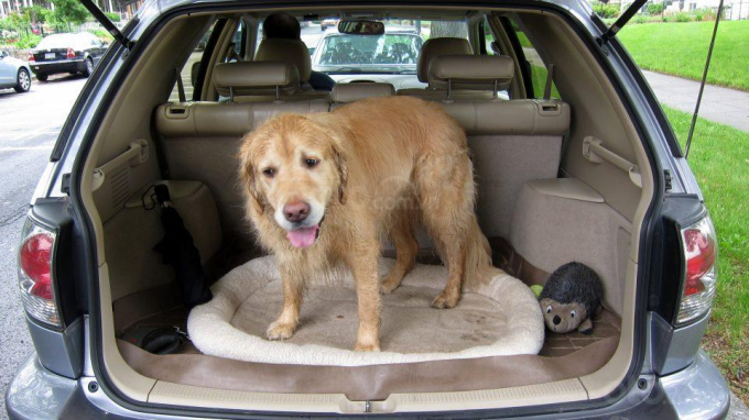 pet-in-car-oto-com-2-e5eb_wm