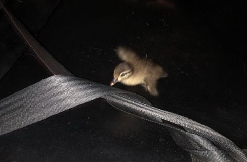 vit-con-2603-1555640501