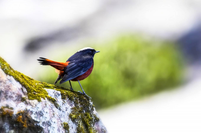 11-1555404949_r_680x0