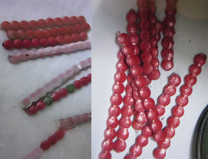 10x-cam-dau-bang-nhom-dua-ma-tuy-tu-lao-ve-da-nang