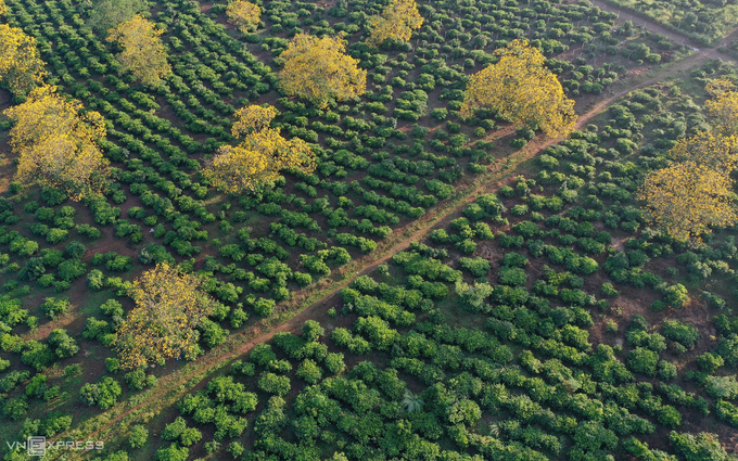 2muo-ng-va-ng-ba-u-ca-n-gia-lai-vnexpress-3-157292