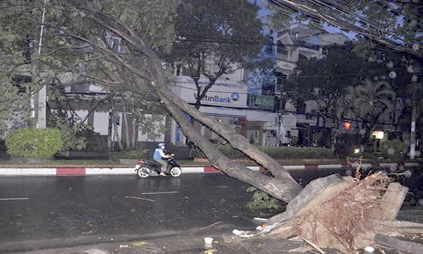 cay-xanh-cho-bat-goc-hinh-anh-0918